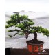 Lohansung Cincuan (Podocarpus sp)